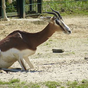 Dama gazelle