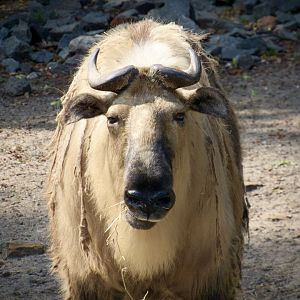 Sichuan takin