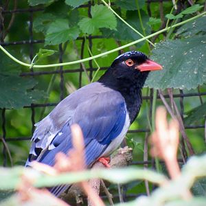 Red-billed blue magpie