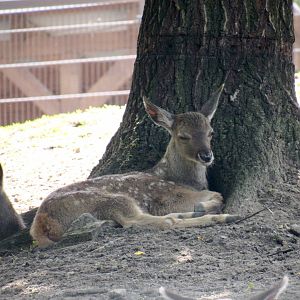 White-lipped fawn