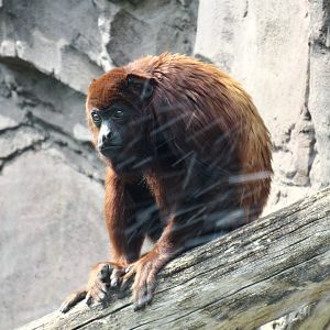 Venezuelan red howler