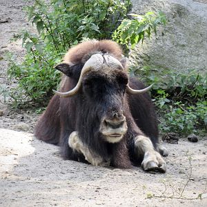 Musk-ox