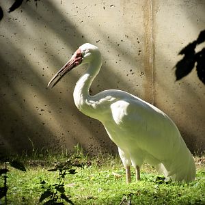 Siberian crane