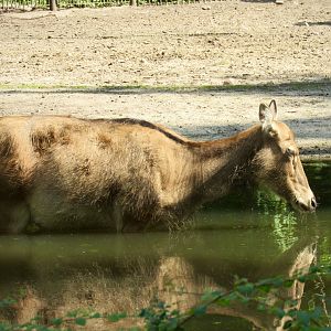 Père-David’s deer