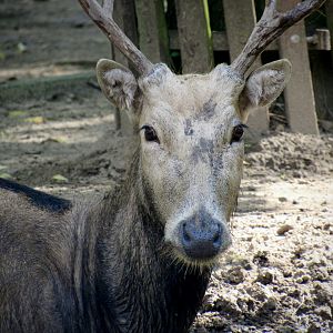 Père-David’s deer