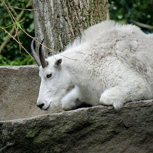 Rocky Mountain goat