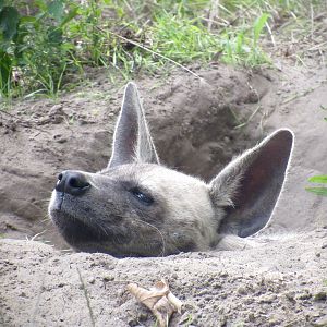 Arabian striped hyena