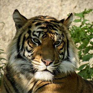 Sumatran tiger
