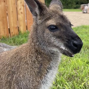 Red-Necked Wallaby Close-up