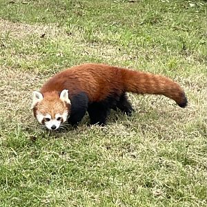 Red Panda