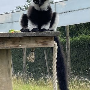 Black and White Ruffed Lemur