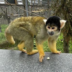 Black-Capped Squirrel Monkey