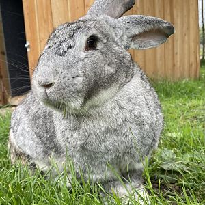 Continental Giant Rabbit Close-up