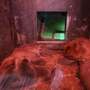 Nortica - Beaver family