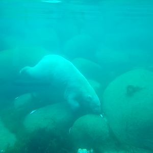 Nortica - Polar bear diving