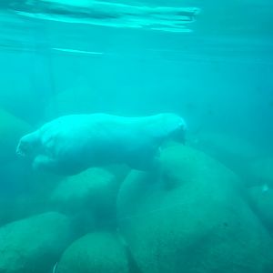 Nortica - Polar bear diving