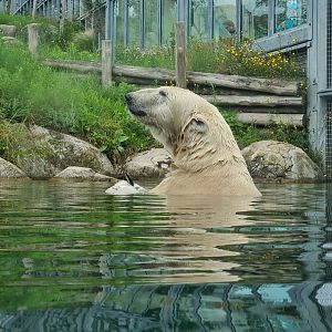 Nortica - Polar bear in the water