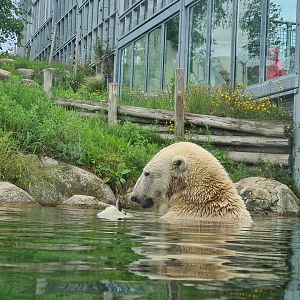 Nortica - Polar bear having a snack
