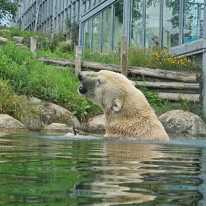 Nortica - Polar bear having a snack