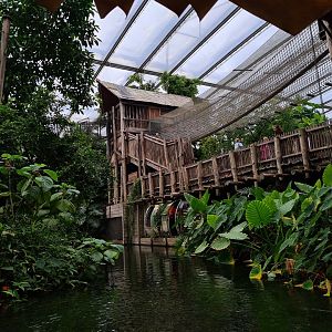 Jungola - climbing towers in Rimbula greenhouse