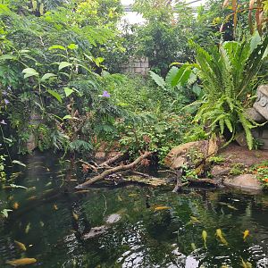 Jungola - African dwarf crocodile enclosure in Butterfly temple