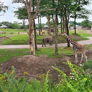 Serenga - Rothschild's giraffe, Defassa waterbuck, Southern White rhinoceros and Impala