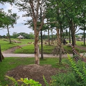 Serenga - Rothschild's giraffe, Defassa waterbuck, Southern White rhinoceros and Impala