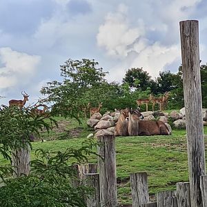 Serenga - Impala and Defassa waterbuck