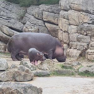 Serenga - Hippo herd