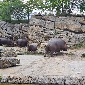 Serenga - Hippo herd