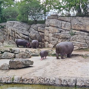 Serenga - Hippo herd