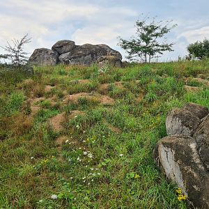 Serenga - huge Meerkat enclosure