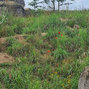 Serenga - huge Meerkat enclosure