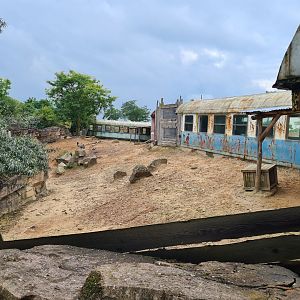 Serenga - Greater rhea and Vicuña enclosure