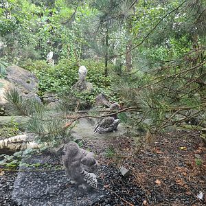 Nortica - Snowy owls