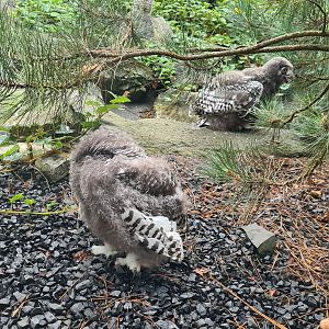 Nortica - Snowy owl chicks