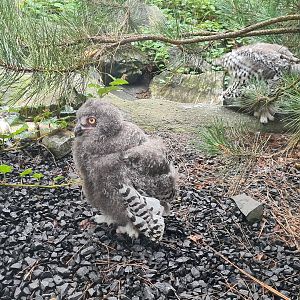 Nortica - Snowy owl chicks