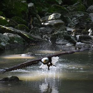 Haliaeetus leucocephalus - Bald Eagle