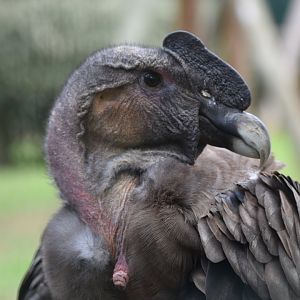 Vultur gryphus - Andean Condor