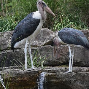Leptoptilos crumenifer - Marabou Stork