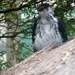 Aquila spilogaster - African Hawk-Eagle
