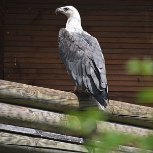 Icthyophaga leucogaster - White-bellied Sea Eagle