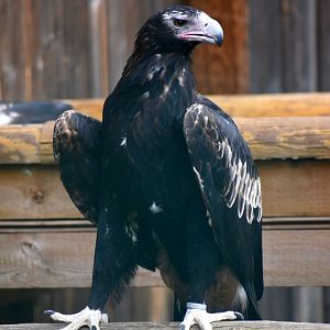 Aquila audax - Wedge-tailed Eagle