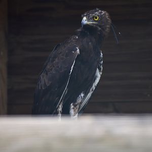 Lophaetus occipitalis - Long-crested Eagle