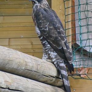Nisaetus nipalensis - Mountain Hawk-Eagle