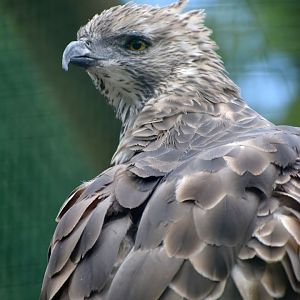 Nisaetus cirrhatus - Changeable Hawk-Eagle