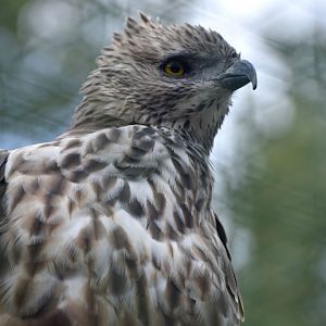 Nisaetus cirrhatus - Changeable Hawk-Eagle