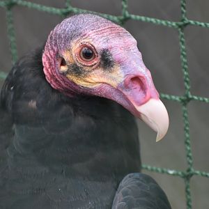 Cathartes melambrotus - Greater Yellow-headed Vulture