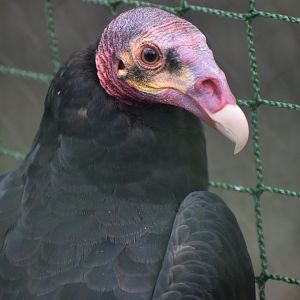 Cathartes melambrotus - Greater Yellow-headed Vulture