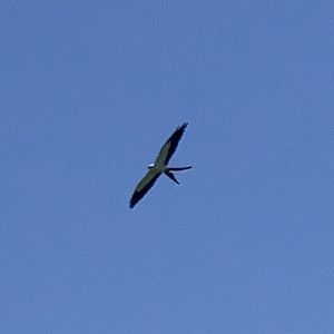 Swallow-Tailed Kite (Elanoides forficatus)